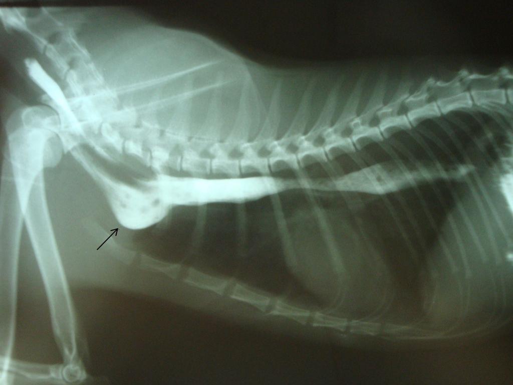 Figura 1 Imagem do esofagograma com contraste positivo, em projeção