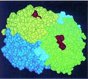 Hemoglobina