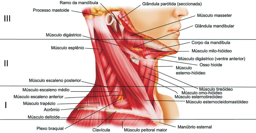 (tireoide) e nervoso central (medula). Figura 1 - Ferimento cervical por arma branca Fonte: www.trauma.org. As lesões apresentam mortalidade de 7 a 18% quando tratadas.