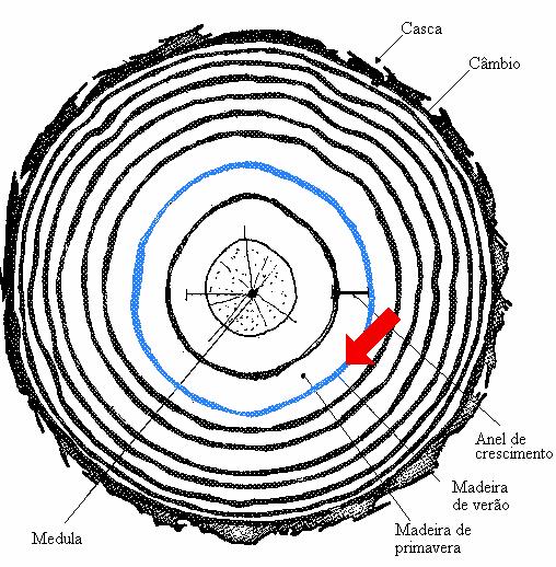 MADEIRAS Madeira de verão (lenho tardio): madeira mais dura, maior