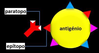 ANTIGÉNIO E ANTICORPO vos se a aplicação do anticorpo criado a partir deste imunogénio não for devidamente caracterizada.