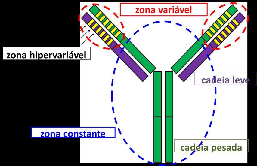 A zona constante da cadeia pesada determina o tipo de cadeia pesada em questão e consequentemente o tipo de imunoglobulina.