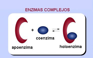 IMUNOENZIMOLOGIA As enzimas complexas também são denominadas holoenzimas, cujo componente proteico é denominado apoenzima e o componente não-protéico coenzima ou grupo prostético (ex.