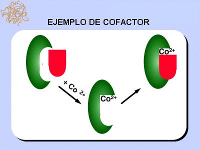 ENZIMAS COMPLEXAS EXEMPLO DE COFATOR Figura 36 Enzimas e Co-fatores http://www.bio12.com/ch6/remedialenzymes.