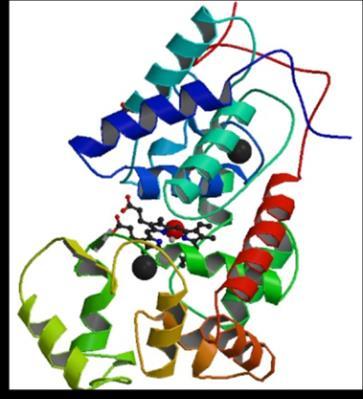 IMUNOENZIMOLOGIA (18% em massa) e contém um único grupo de protoporfirina IX como grupo prostético, dois iões de cálcio, quatro pontes dissulfeto, e oito cadeias de carbohidratos N-linked.
