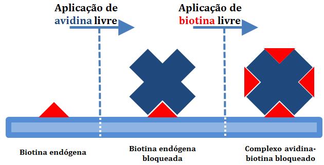 MÉTODOS IMUNOHISTOQUÍMICOS 6.3.1 Bloqueio da biotina endógena A biotina que existe normalmente em alguns órgãos humanos, sendo neste caso denominada endógena.