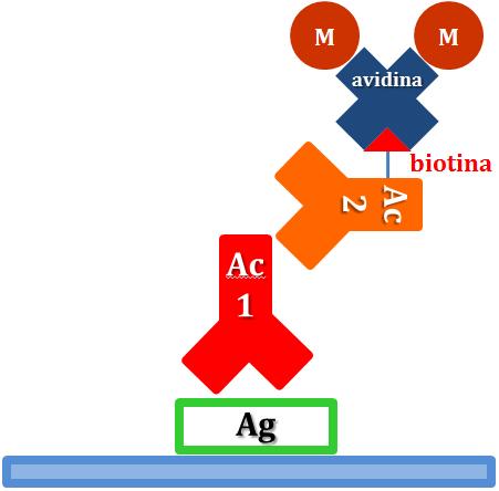 MÉTODOS IMUNOHISTOQUÍMICOS proporções adicionadas devem facultar a existência de uma zona livre na streptavidina e três ocupadas com biotina marcada. 6.3.
