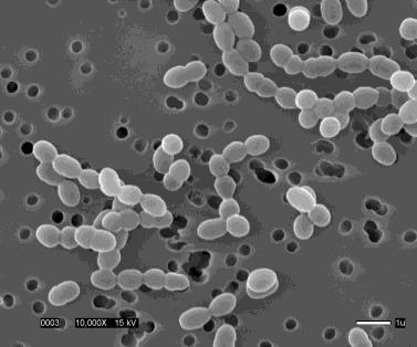 Os dextranos são formados a partir da sacarose durante o crescimento de bactérias pertencentes aos géneros Leuconostoc, Streptococcus e Lactobacillus, todas pertencentes à família Lactobacillacea.