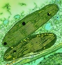 Fotossintetizantes Eucarioto Algas e