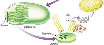 em Plantas FASES DA FOTOSSÍNTESE
