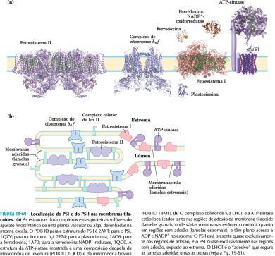 2,NADPH e ATP 