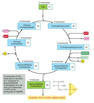 ou Ciclo de Calvin