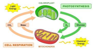 de Compensação: Fotossíntese e Respiração CO 2 produzido