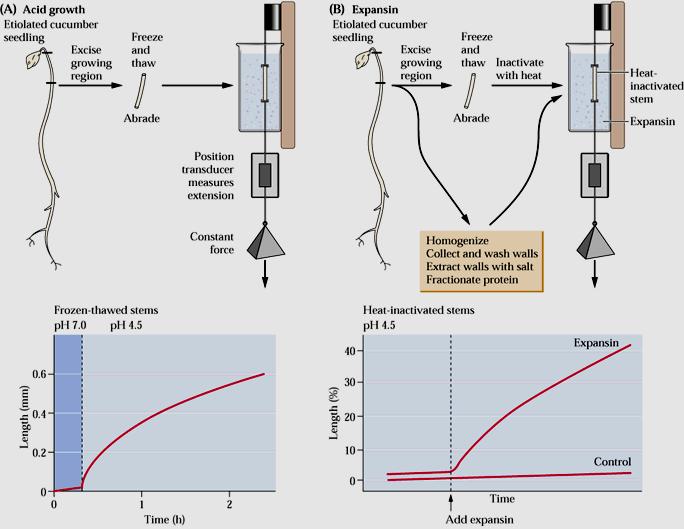 Importância da Acidificação da parede (A) e da adição de Expansina (B)