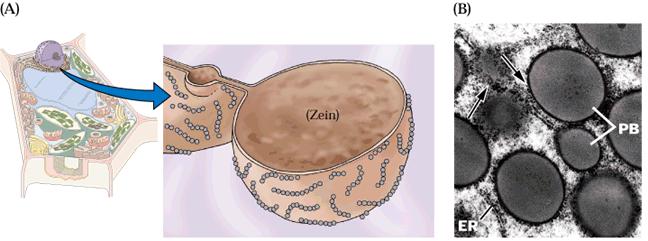 A) Armazenamento da proteína prolamina (zeína) agregada em corpos protéicos em projeções especializadas do