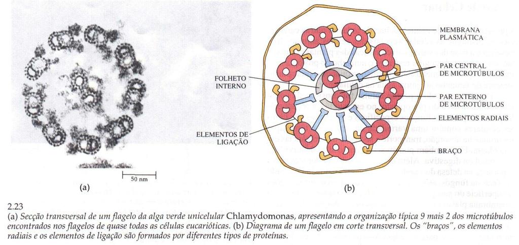 Microtúbulos: - são estruturas proteicas que fazem parte do citoesqueleto nas células.