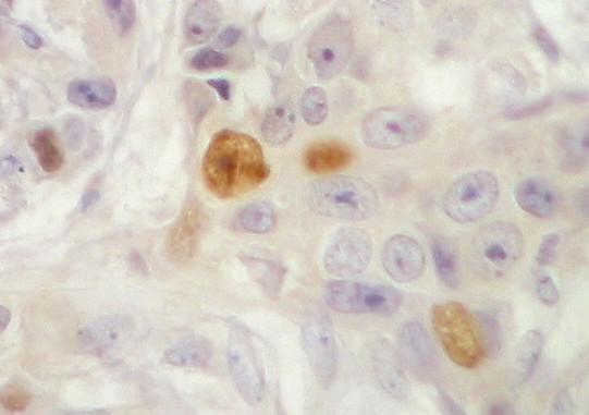 Metodologia 79 Figura 1.