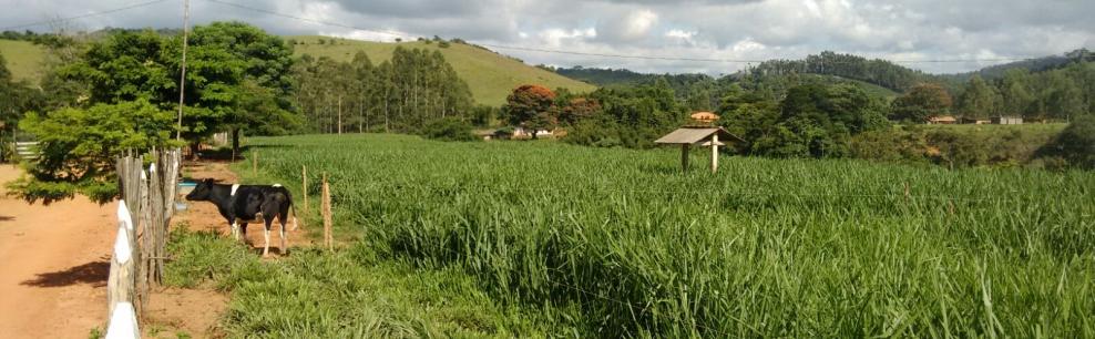 fator está diretamente ligado à compactação da massa verde no silo, proporcionando uma boa fermentação.