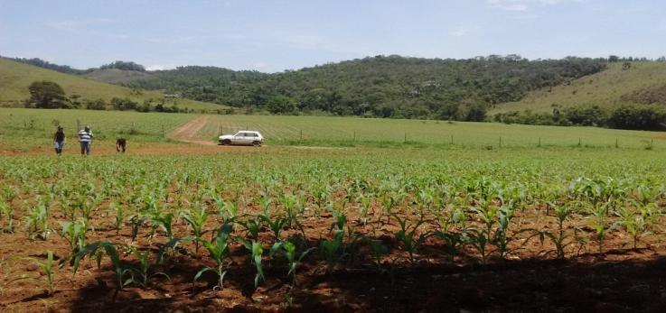 - Sempre preocupado com a alimentação do rebanho, o produtor possui para a atividade leiteira cerca de 380 ha,