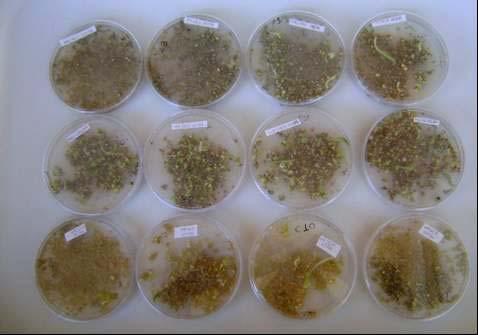 A B C FIGURA 3 Aspecto visual das células em regeneração de bananeira cv. prataanã em diferentes meios de cultivo.