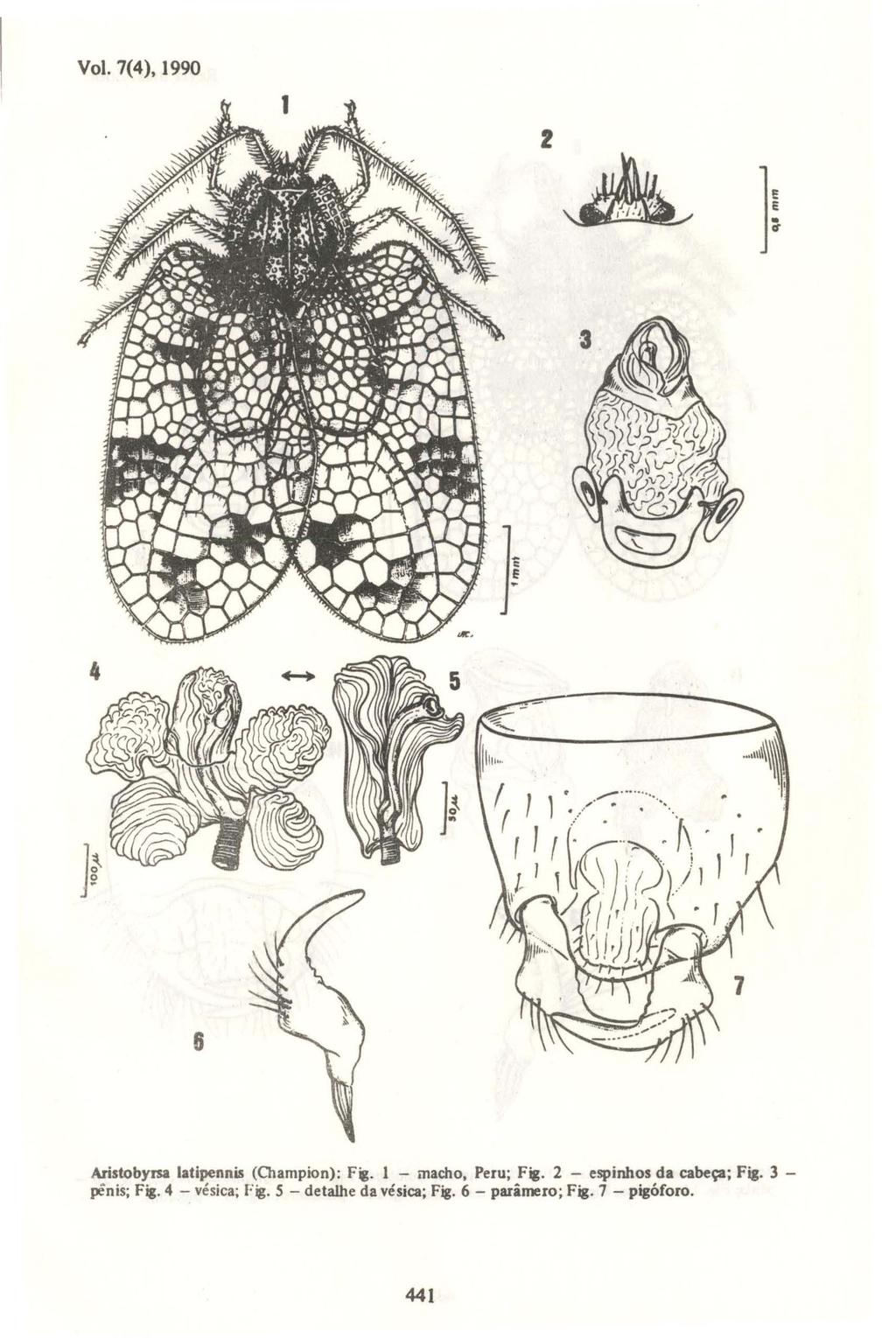 VoI. 7(4), 1990 2.1I1\,!. ~ 6 Aristobyrsa latipennis (Champion): Ftl. 1 - macho, Peru; Fig.