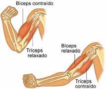 SISTEMA MUSCULAR 1. INTRODUÇÃO O sistema muscular está associado com o movimento. Não somente com aquele que resulta em deslocamento.