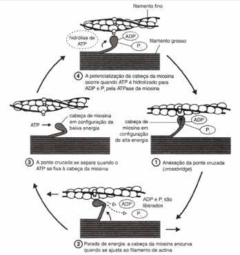 O ATP é indispensável para que o deslizamento se concretize. 5. A ENERGIA PARA A CONTRAÇÃO O requerimento energético para o funcionamento muscular é muito alto.