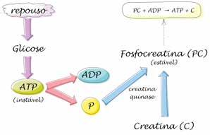 Há ainda outro mecanismo energético utilizado pelas células musculares que é o da fosfocreatina (creatina-fosfato ou PC). Durante o repouso, a quantidade de ATP é relativamente alta no músculo.