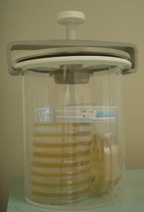 amostras, em jarras de anaerobiose, contendo