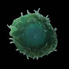 Checkpoint Imunológicos Inibitórios: Anti PD-(L)1 T Cell PD-1 Anti PD-L1 PD-L1 Treg