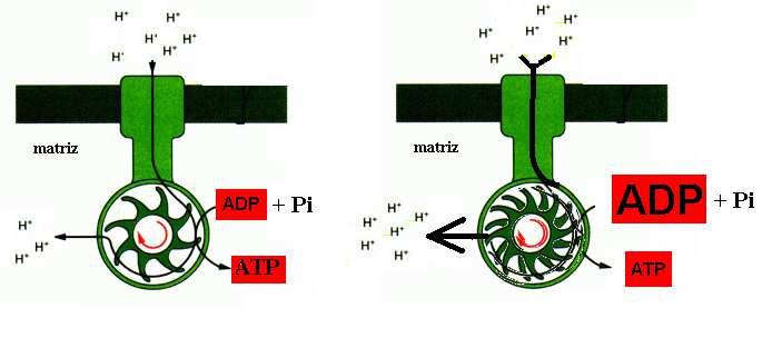O esforço físico provoca aumento das atividades da ATPase da actina-miosina e das ATPases do Na + /K + e do Ca 2+.