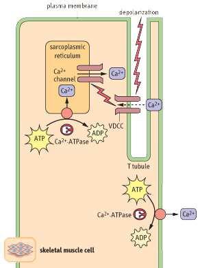 A concentração celular de AMP aumenta quando aumenta a de ADP: aumento da velocidade de hidrólise do ATP provoca aumento da concentração intracelular de AMP.