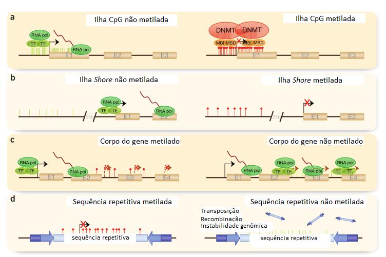 5 A metilação do DNA não ocorre exclusivamente nas ilhas CpGs (Figura 3a). Ela pode ocorrer em diferentes regiões do genoma.
