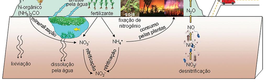 água enriquecida em compostos de nitrogênio é levada, através de águas da chuva e do escoamento subterrâneo, aos cursos de água, essas águas com concentrações elevadas dessas espécies químicas levam