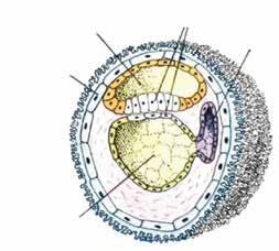 Figura 2. Disco embrionário bilaminar e anexos. Internet: <http://biologiaygeologia.org/unidadbio/a_biohumana/desarrollo/ image/desarrolloem7.jpg>.