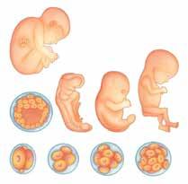 4. SEGUNDO MÊS Com 5 semanas de gravidez, o embrião apresenta braços e pernas e começa a apresentar contrações musculares.