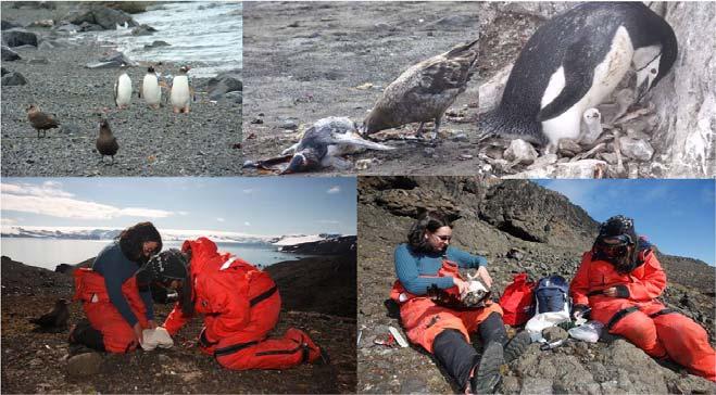 7 Atividades do projeto Pinguins e Skua O projeto "Estudos bioecológicos em Pinguins e Skuas antárticos: determinação de micropoluentes e níveis de estresse através de métodos de amostragem não