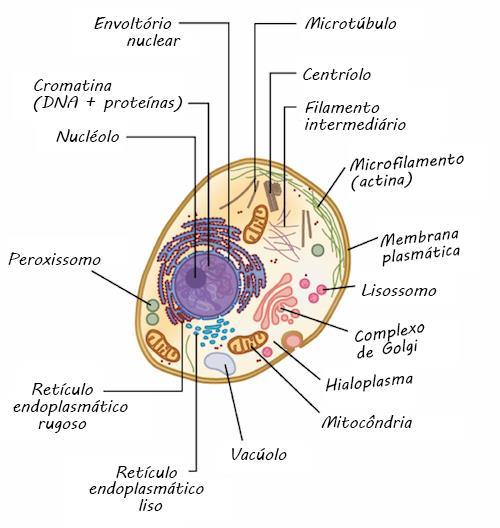 B) Eucariontes: Eucarionte animal: Eucarionte vegetal: Fonte: Khan Academy.