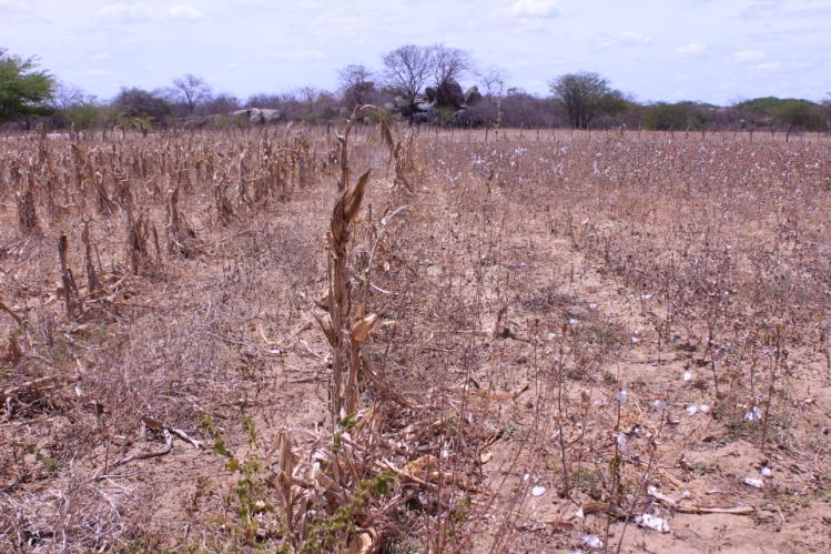 1980 quando a cotonicultura entrou em crise principalmente devido à ocorrência do bicudo do algodoeiro (Anthonomus grandis), que resultou na expansão da produção algodoeira para as regiões do cerrado