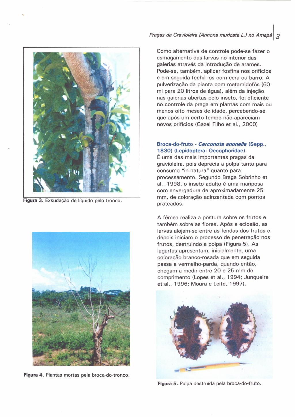 Pragas da Gravioleira (Annona muricata L.) no Amapá 3 Como alternativa de controle pode-se fazer o esmagamento das larvas no interior das galerias através da introdução de arames.