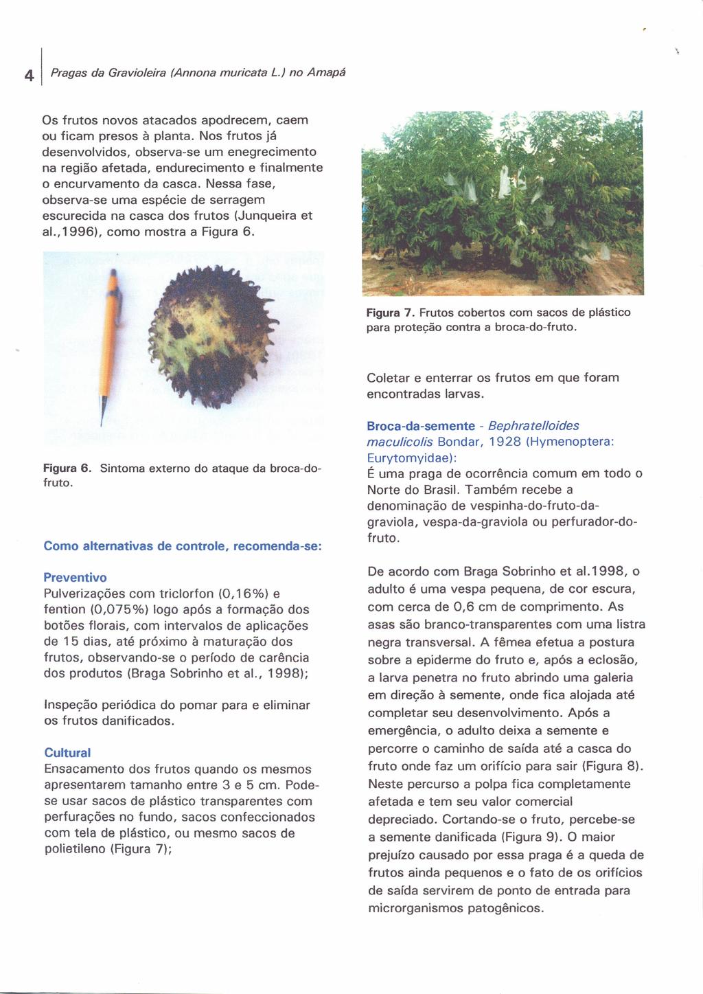 \ 4 Pragas da Gravioleira (Annone muricata L.) no Amapá Os frutos novos atacados apodrecem, caem ou ficam presos à planta.