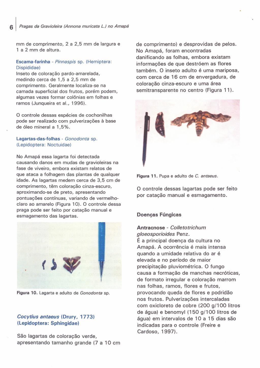 6 Pragas da Gravioleira (Annona muricata L.) no Amapá mm de comprimento, 1 a 2 mm de altura. 2 a 2,5 mm de largura e Escama-farinha - Pinnaspis sp.