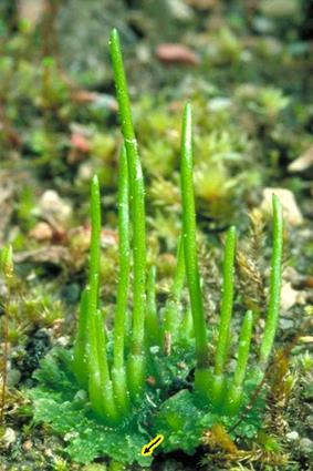Abrigam cianobactérias fixadoras de N 2 (cor verde azulada) Esporófito