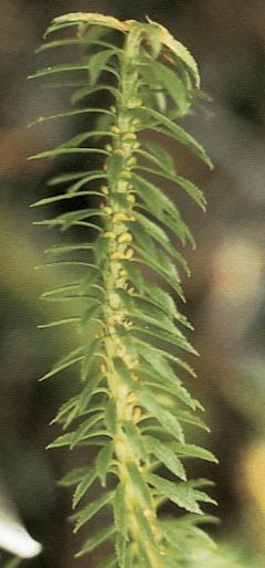 Esporângios reniformes reunidos em estróbilos (agrupamento de folhas modificadas