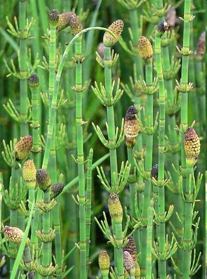 Embriófitas vasculares sem sementes - atuais Filo Pteridophyta (Monilophyta) Equisetum sp CAVALINHAS 15 spp atuais Folha do tipo megafilo que sofreu redução