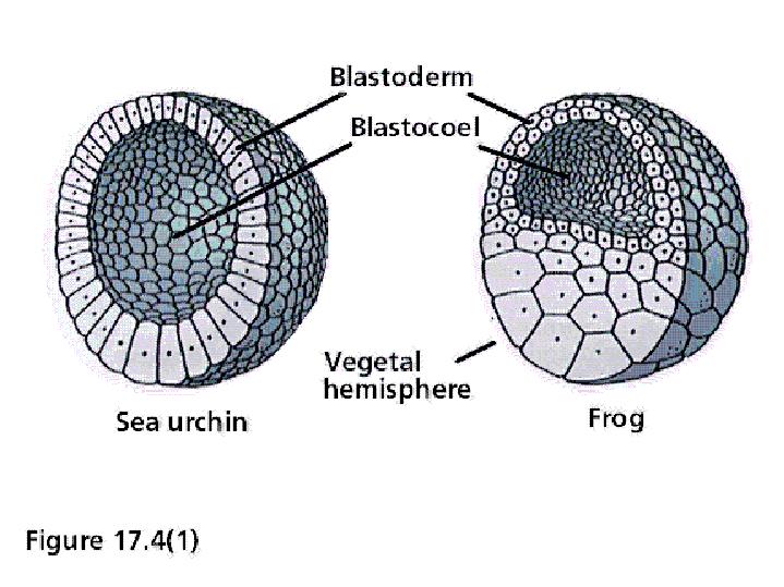 Células Tronco Totipotentes. BLÁSTULA Até aqui não ocorrer aumento da massa celular, ocorre somente divisões celulares (as células diminuem de tamanho).