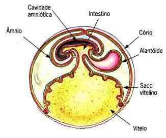 ANEXOS EMBRIONÁRIOS Saco Vitelínico: armazena os alimentos. Córion: envolve todos os outros anexos e faz as trocas gasosas.