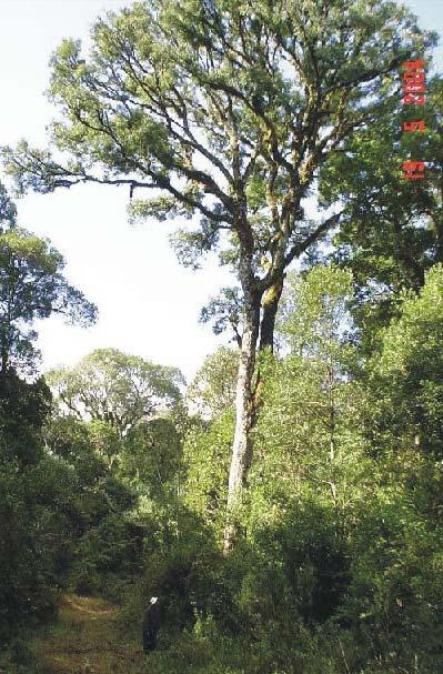 Na Floresta Ombrófila Mista, as árvores distinguem-se pela grande dimensão de seus troncos, bem como pelas folhas mais largas (Figura 3).