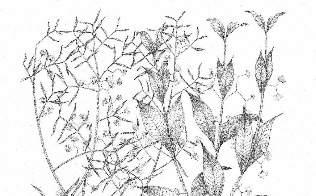 FIGURA 13 Aspectos da morfologia foliar de Blepharocalyx salicifolius no Rio Grande do Sul: a = folhas lanceoladas de ápice geralmente caudado