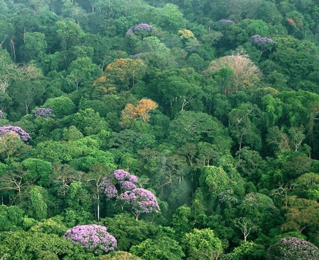 populações de plantas e animais